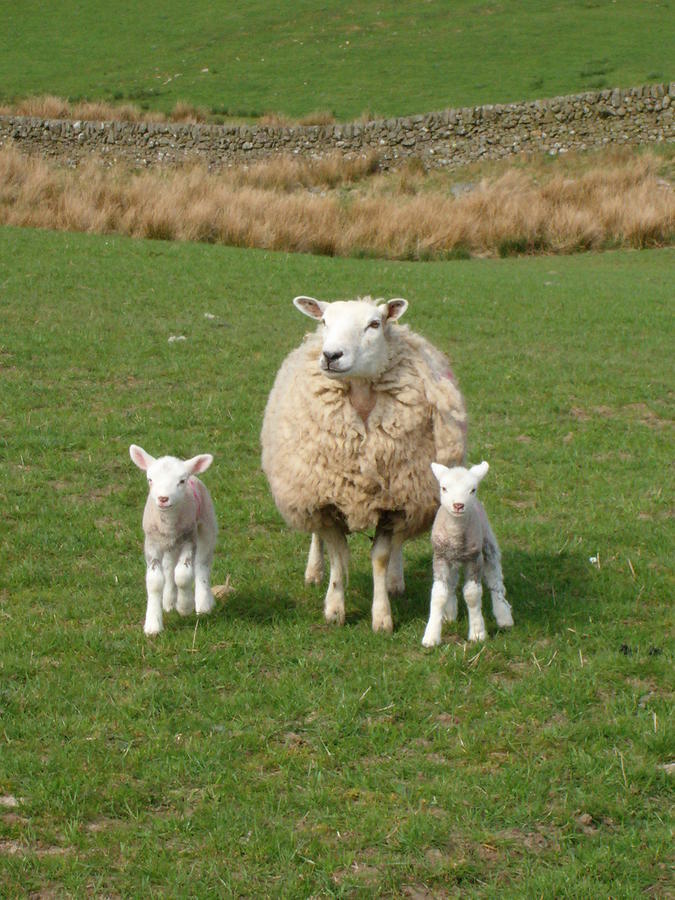 Craigadam Country House Hotel Kirkpatrick Durham Esterno foto