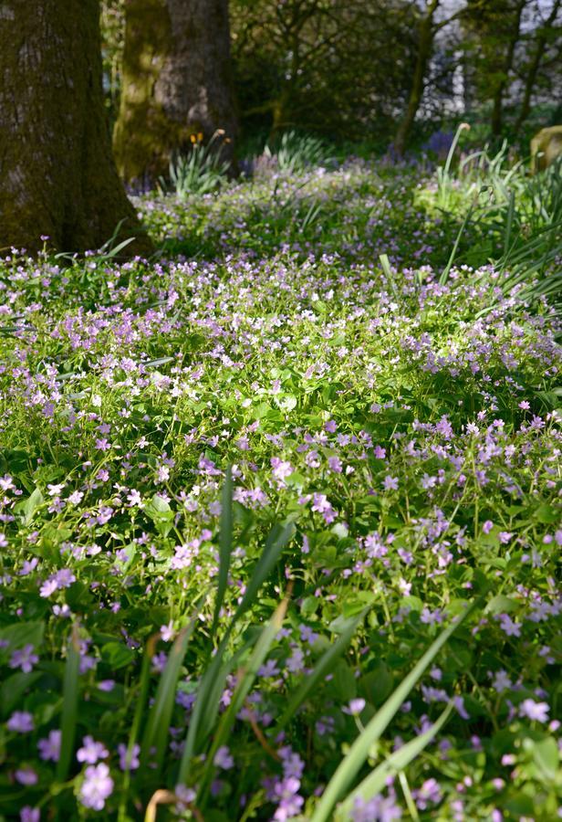 Craigadam Country House Hotel Kirkpatrick Durham Esterno foto